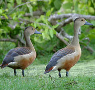 Dendrocygne siffleur