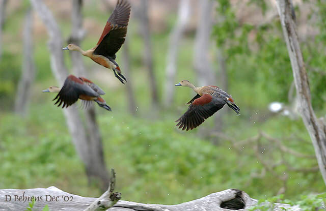 Lesser Whistling Duck