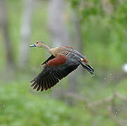 Lesser Whistling Duck