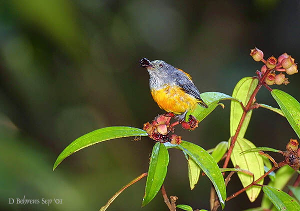 Orange-bellied Flowerpecker