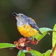 Orange-bellied Flowerpecker