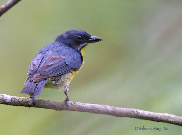 Crimson-breasted Flowerpecker