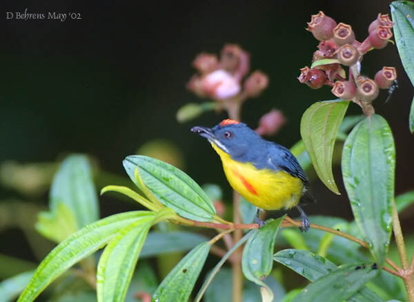 Crimson-breasted Flowerpecker