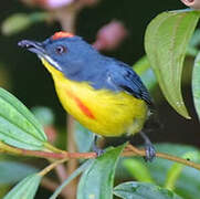 Crimson-breasted Flowerpecker