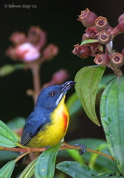 Crimson-breasted Flowerpecker