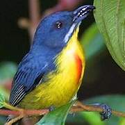 Crimson-breasted Flowerpecker