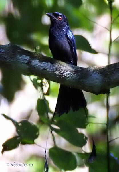 Drongo à rames