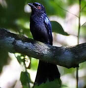 Lesser Racket-tailed Drongo