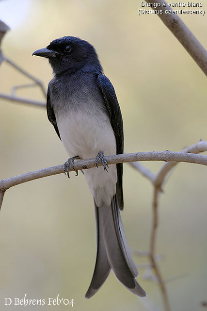 White-bellied Drongo