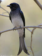 Drongo à ventre blanc