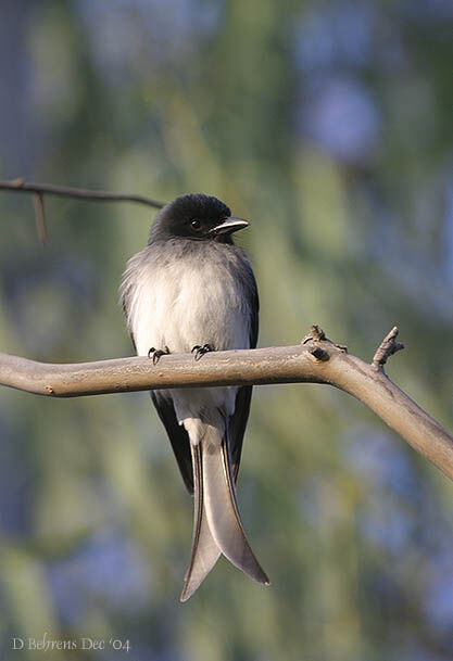 White-bellied Drongo