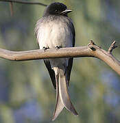 Drongo à ventre blanc