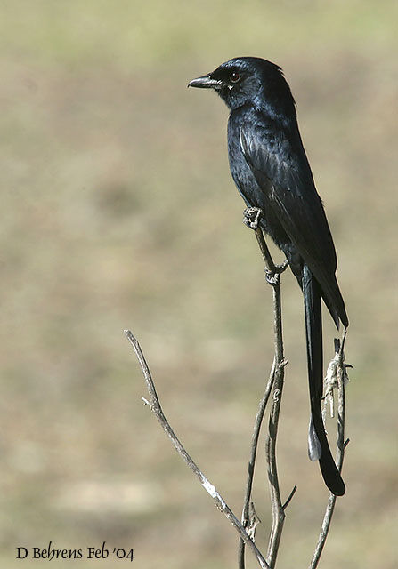 Fork-tailed Drongo