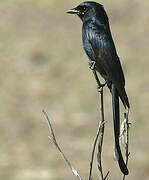 Fork-tailed Drongo