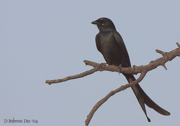 Fork-tailed Drongo