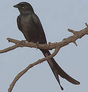 Fork-tailed Drongo