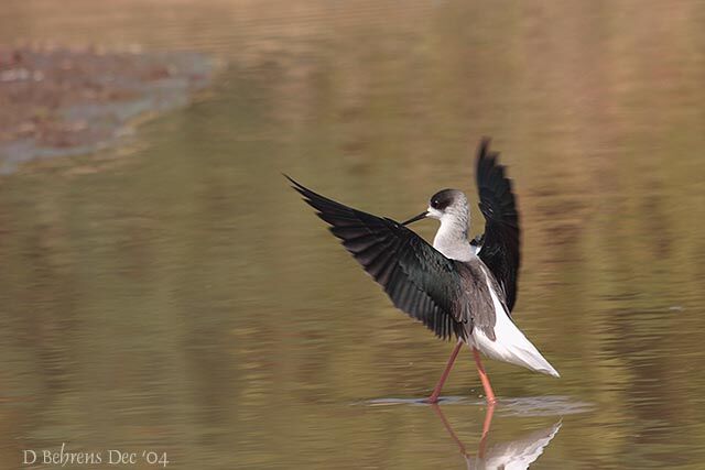 Black-winged Stilt