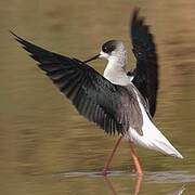 Black-winged Stilt