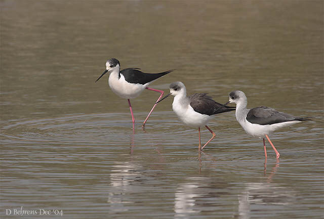 Black-winged Stilt