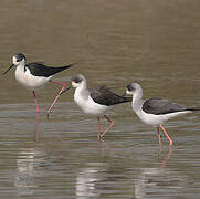 Black-winged Stilt