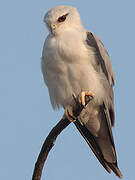 Black-winged Kite