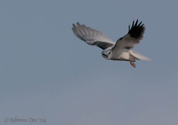 Black-winged Kite