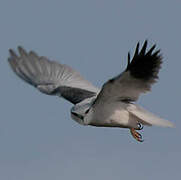 Black-winged Kite