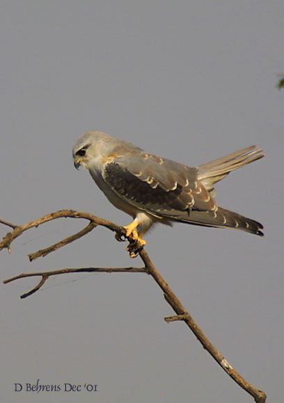 Black-winged Kite