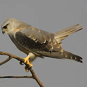 Black-winged Kite