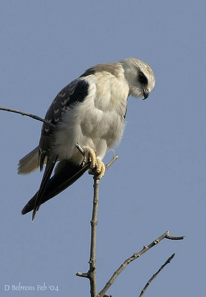 Black-winged Kite