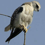 Black-winged Kite