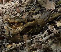 Large-tailed Nightjar