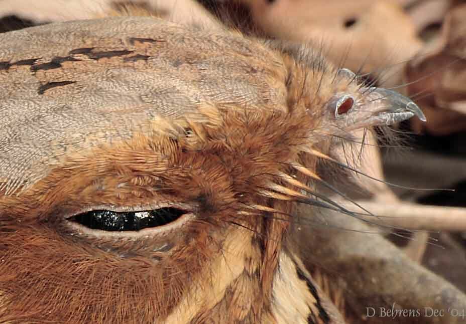 Large-tailed Nightjar