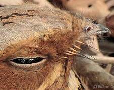 Large-tailed Nightjar