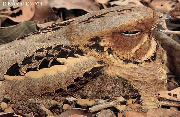 Large-tailed Nightjar