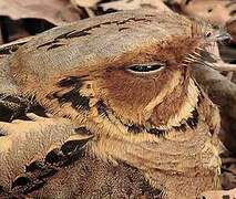 Large-tailed Nightjar