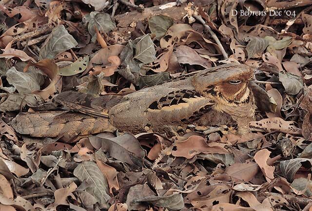 Large-tailed Nightjar