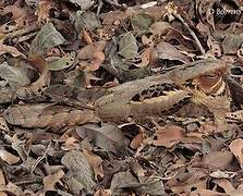 Large-tailed Nightjar