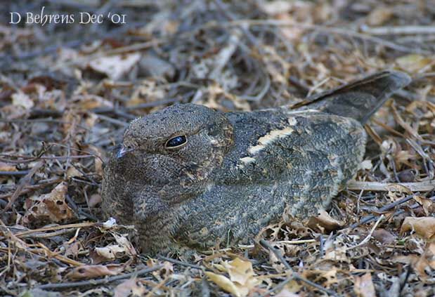 Indian Nightjar