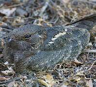 Indian Nightjar