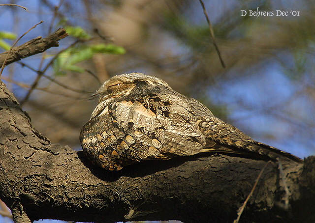 Grey Nightjar