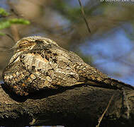 Grey Nightjar