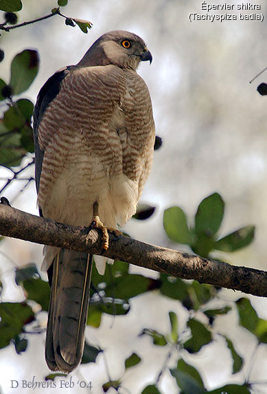 Shikra