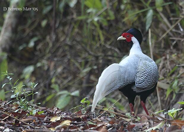 Silver Pheasant