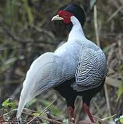 Silver Pheasant