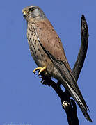 Common Kestrel