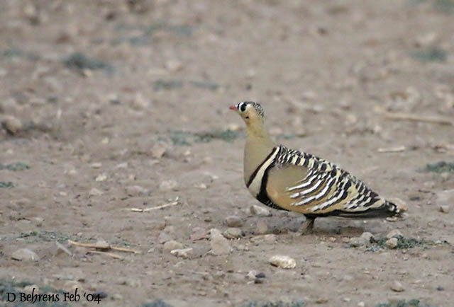 Painted Sandgrouse