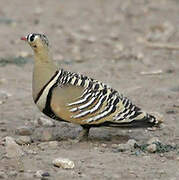 Painted Sandgrouse