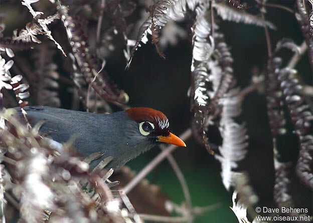 Chestnut-capped Laughingthrush