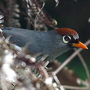 Chestnut-capped Laughingthrush